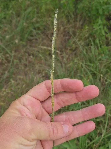 Texas Cupgrass — photo by Andy Blair