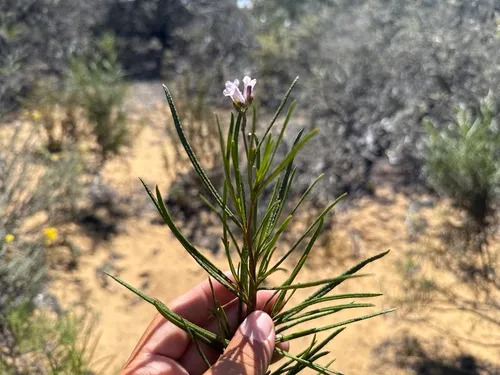 Indian Knob Mountainbalm