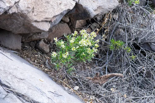 Narrowleaf Yerba Santa