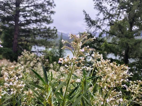 California Yerba Santa