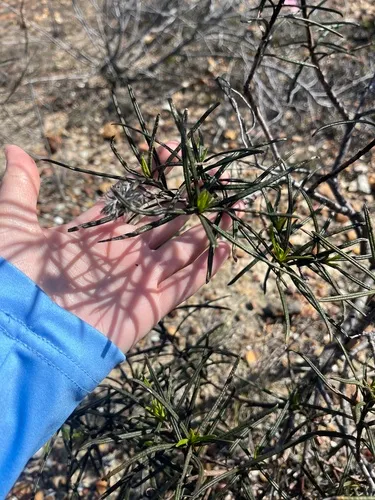 Lompoc Yerba Santa