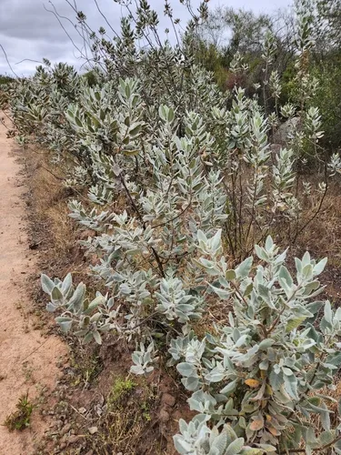 Thickleaf Yerba Santa — photo by Oliver O.