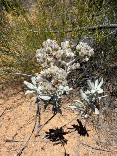 Woolly Yerba Santa — photo by Tri Do