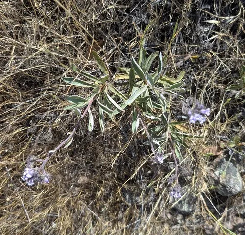 Pacific Yerba Santa