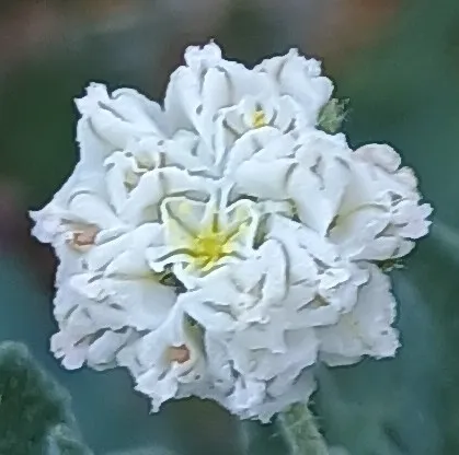Abert's Buckwheat