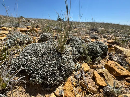 Singlestem Buckwheat — photo by Matt Reala