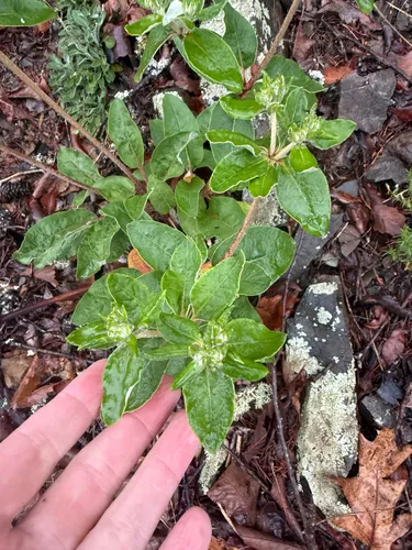 Shale Barren Buckwheat — photo by photolith