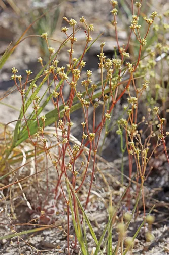 Mono Buckwheat — photo by Andrey Zharkikh