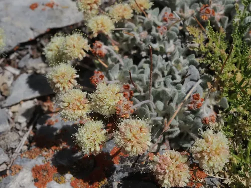 West Humboldt Buckwheat — photo by glittergravel