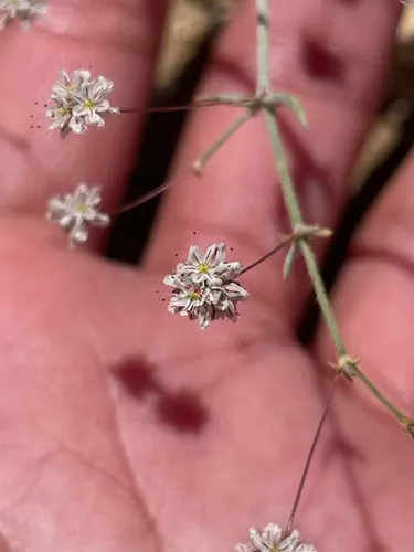 Anglestem Buckwheat