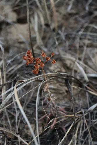 Annual Buckwheat