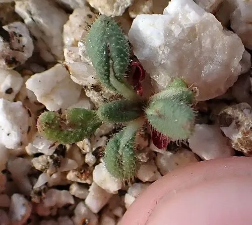 San Jacinto Buckwheat — photo by Tom Chester