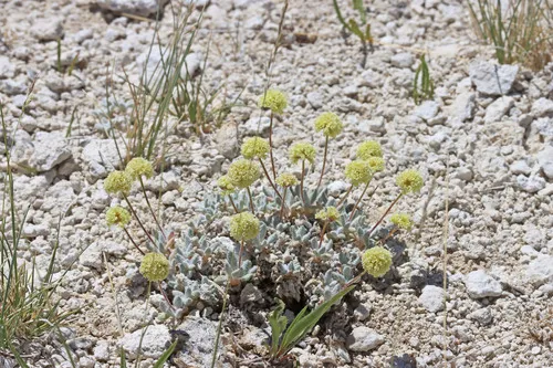 Sulphur Hot Springs Buckwheat — photo by Andrey Zharkikh