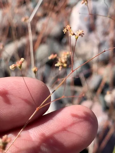 Arizona Buckwheat