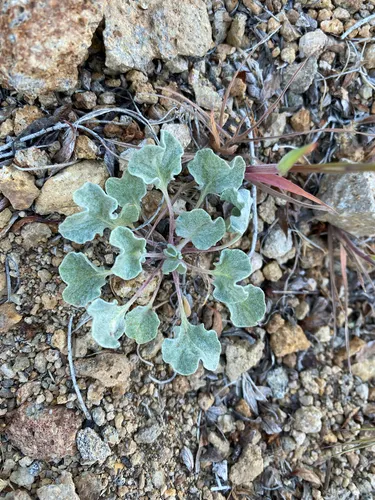 Bailey's Buckwheat — photo by Spencer Hurt