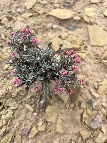 Pretty Buckwheat — photo by rocky