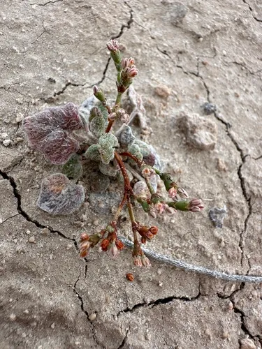 Pahrump Valley Buckwheat — photo by Matt Berger