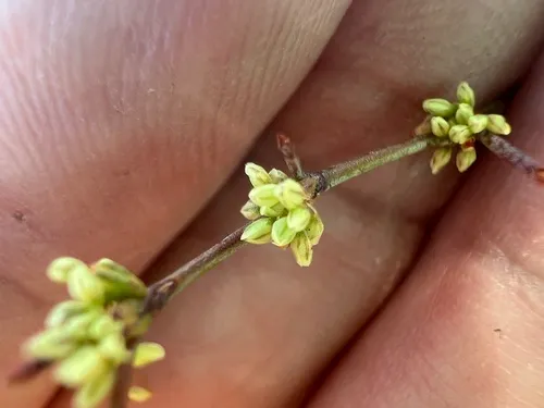 Shortflower Buckwheat — photo by Steve Matson