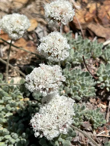 Needle's Buckwheat (var. shevockii) — photo by Chris L