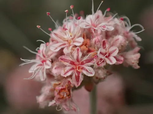 Coastal Buckwheat