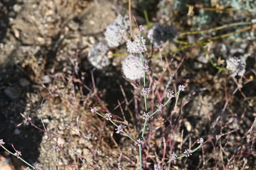 Cithara Buckwheat — photo by Trevor Van Loon