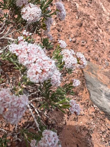 Comb Wash Buckwheat — photo by craprock