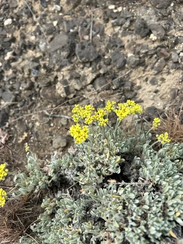 Basalt Desert Buckwheat — photo by betherfly22