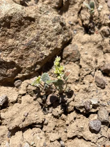 Hill Buckwheat — photo by Patrick Silbey