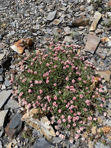 Colorado Buckwheat — photo by Will Petry