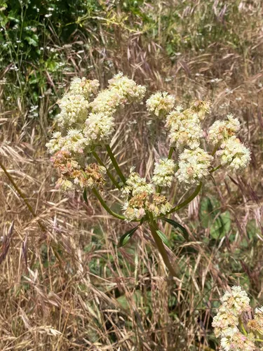 Arrowleaf Buckwheat — photo by pidg1n