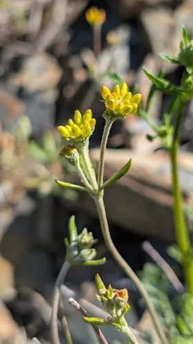 Congdon's Buckwheat — photo by Chris McCarron