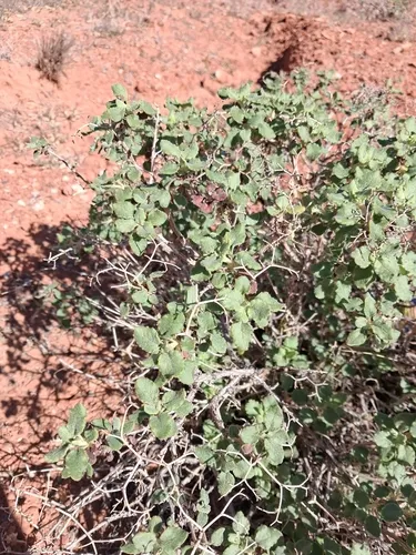 Crispleaf Buckwheat — photo by Nicolas Clercin