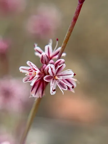 Coville's Buckwheat — photo by Alex Heyman