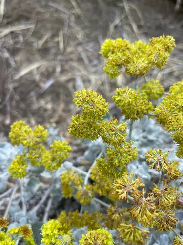 Conejo Buckwheat — photo by plumpie