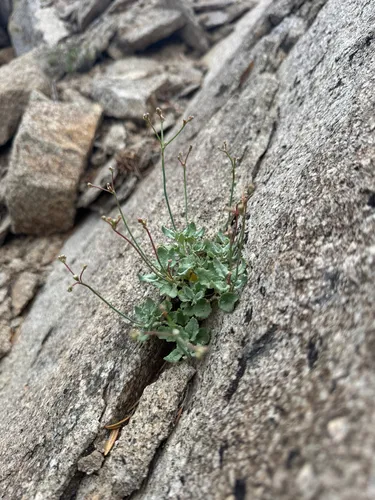 Bull Mountain Buckwheat — photo by Matt Reala