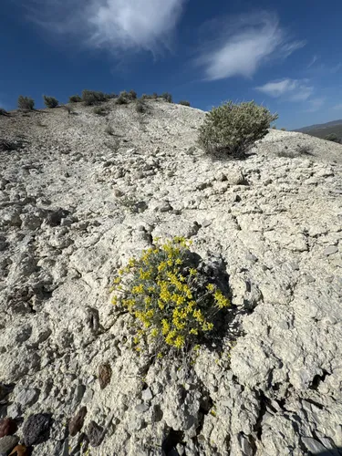 Crosby's Buckwheat — photo by Matt Reala