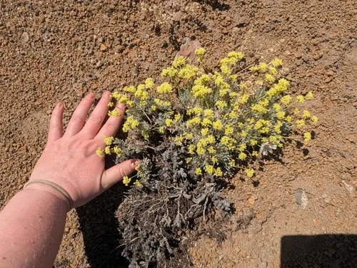 Cusick's Buckwheat — photo by Corinne Schroeder