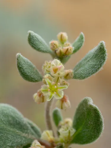 Darrow's Buckwheat — photo by Matt Berger