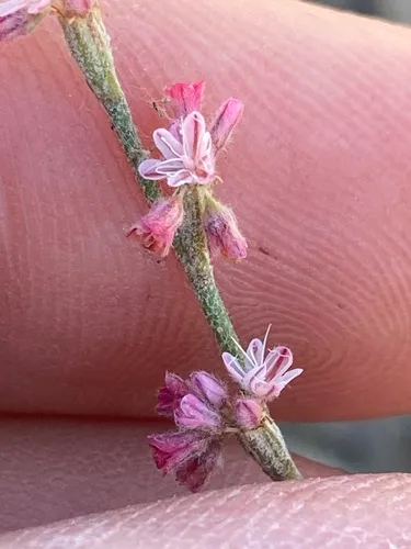 Chaparral Buckwheat — photo by Adam J. Searcy