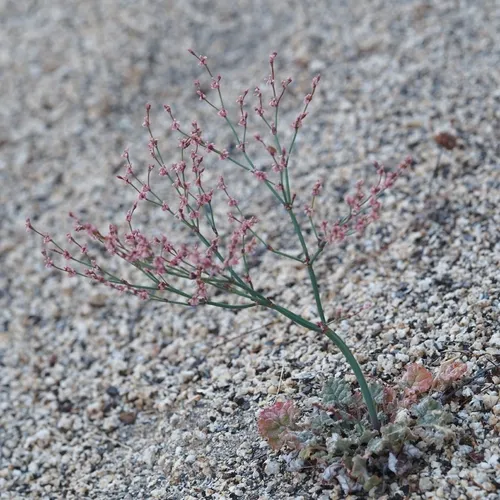 Davidson's Buckwheat — photo by Kyle Brine