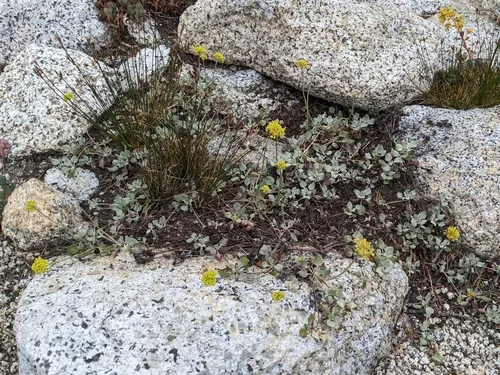 Jaynes Canyon Buckwheat — photo by Kayla Sweeten