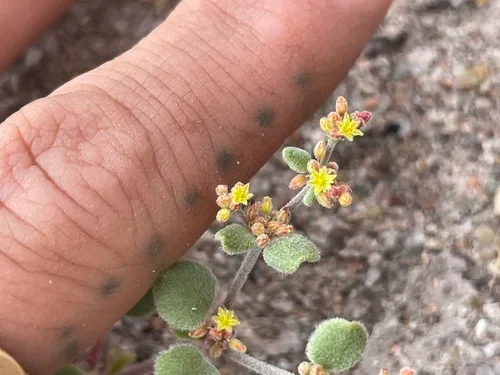 Divergent Buckwheat — photo by desertbean13