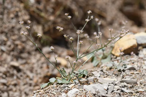 Eastwood's Buckwheat — photo by Trevor Van Loon