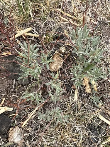 Spreading Buckwheat — photo by kathycrmc-gmailcom
