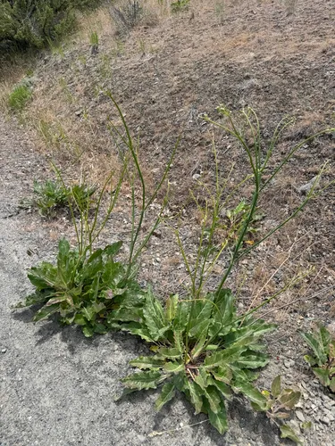 Tall Woolly Buckwheat — photo by Gregory Schaefer