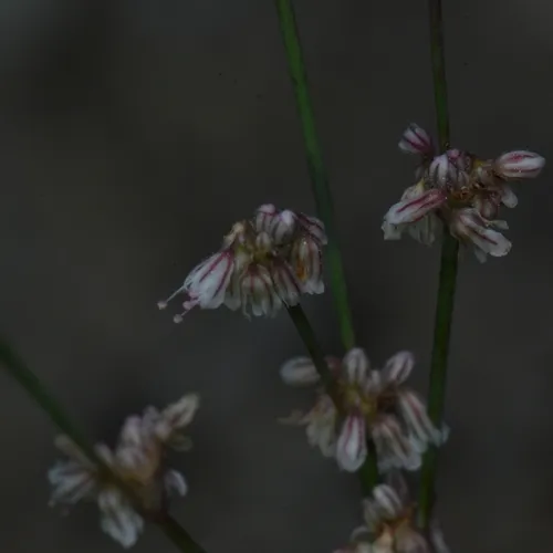 Elegant Buckwheat — photo by Joe MDO