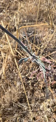 Longstem Buckwheat — photo by Jonas Katona