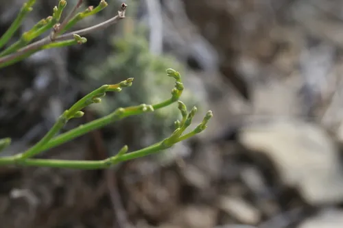 Ephedra Buckwheat — photo by Sequoia Janirella Wrens