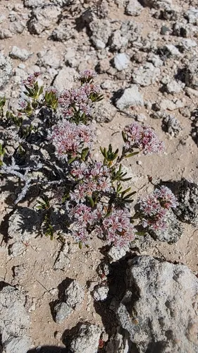 Yavapai County Buckwheat (var. ericifolium) — photo by Max Licher