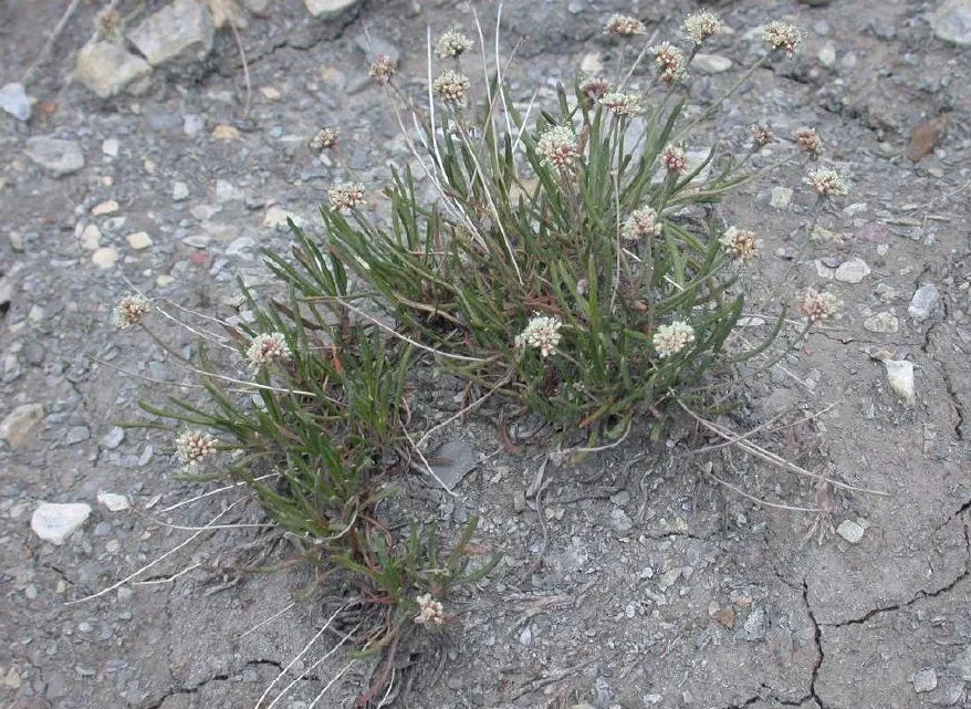 Dropleaf Buckwheat — photo by D. G. Anderson